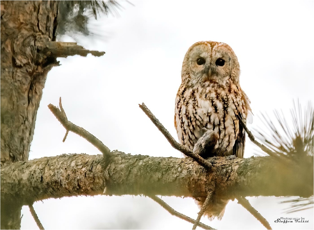 Brown owl with mouse, Waldkauz mit Maus, natugle med mus.