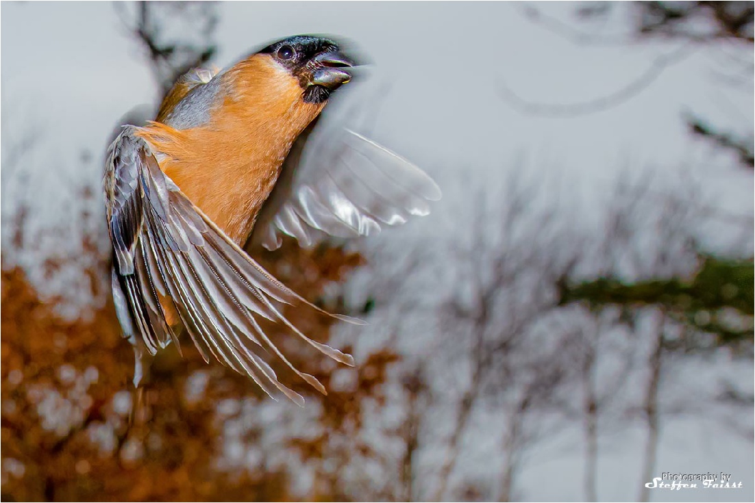 Bullfinch (male), Dompfaff (Männchen), Dompap (han) (Pyrrhula pyrrhula)