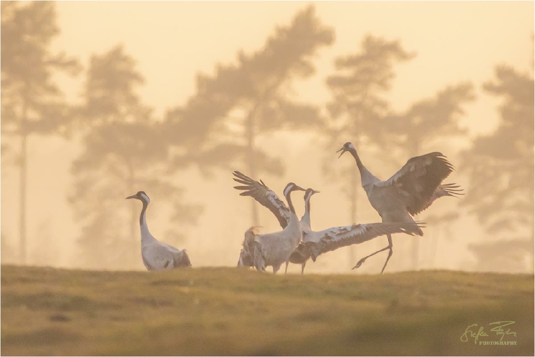 Dancing cranes, tanzende Kraniche, dansende traner (Grus grus)