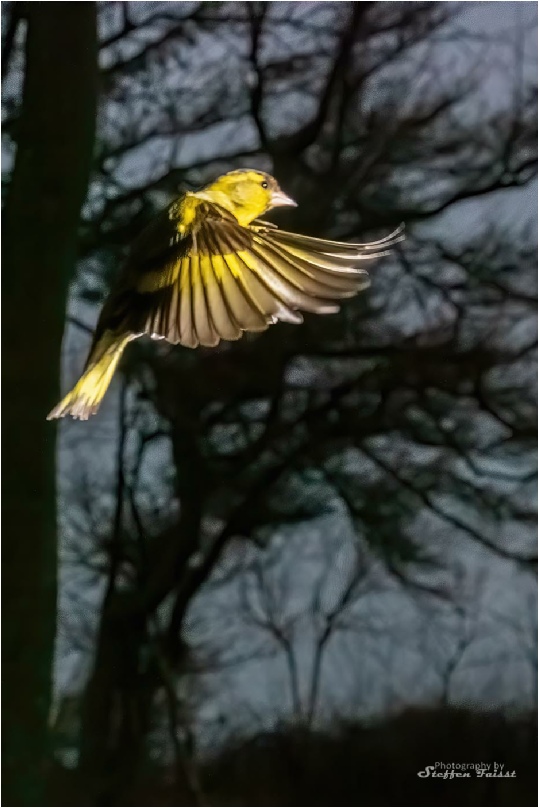 Eurasian siskin, Erlenzeisig, grønsisken  (Spinus spinus, Syn.: Carduelis spinus)