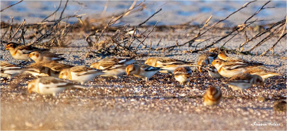 Snow Bunting, Schneeammer, snespurv (Plectrophenax nivalis)