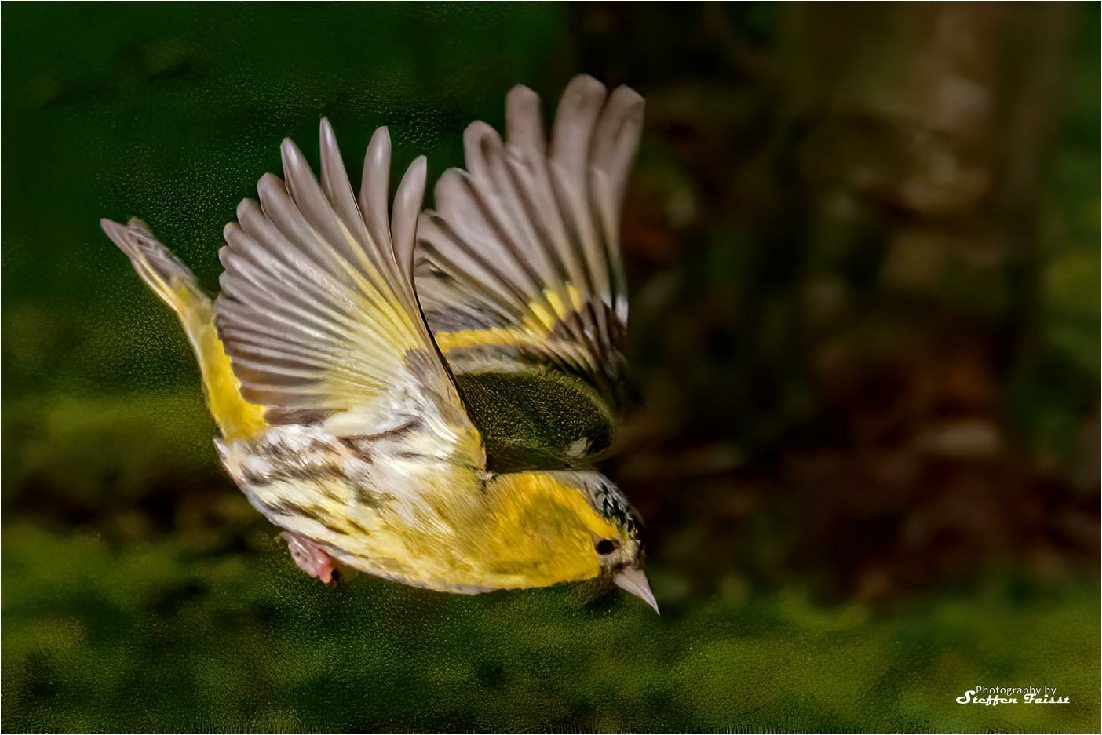 Eurasian siskin, Erlenzeisig, grønsisken  (Spinus spinus, Syn.: Carduelis spinus)