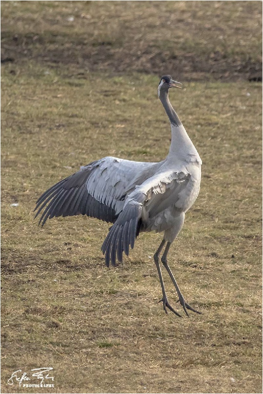 Dancing crane, tanzende Kranich, dansende trane (grus grus)