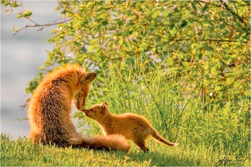 fox mother and fox pup