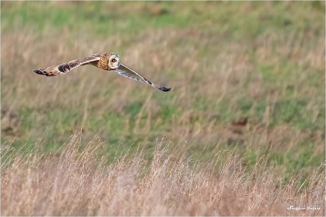 Long-eared owl, Sumpfohreule, mosehornugle