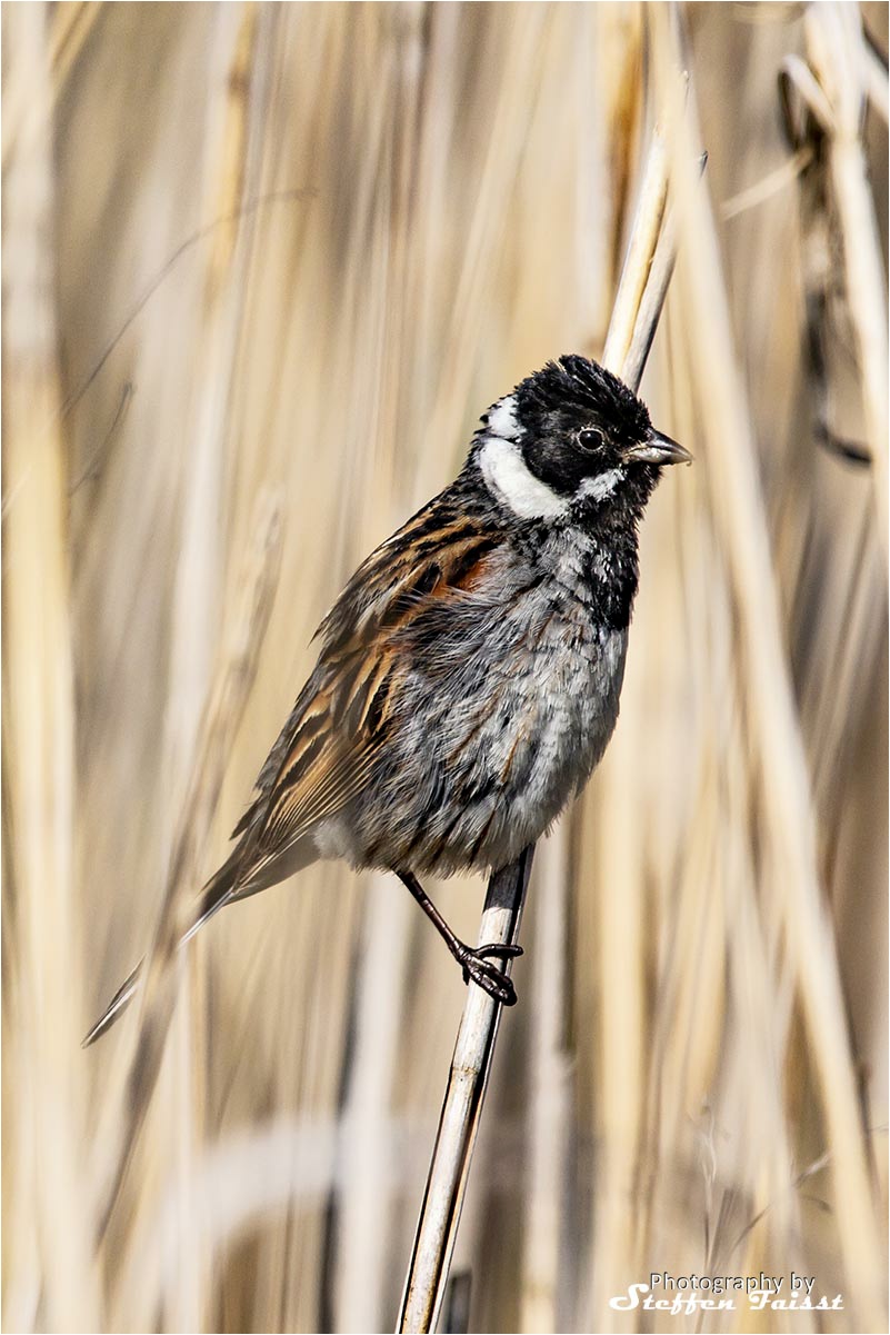 Common reed bunting, Rohrammer (auch Rohrspatz), rørspurv (Emberiza schoeniclus)