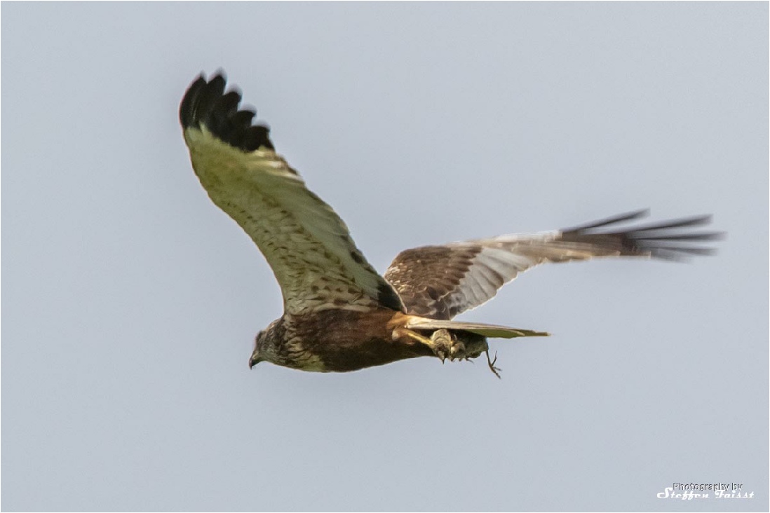 Western marsh harrier, Rohrweihe, rørhøg (Circus aeruginosus)