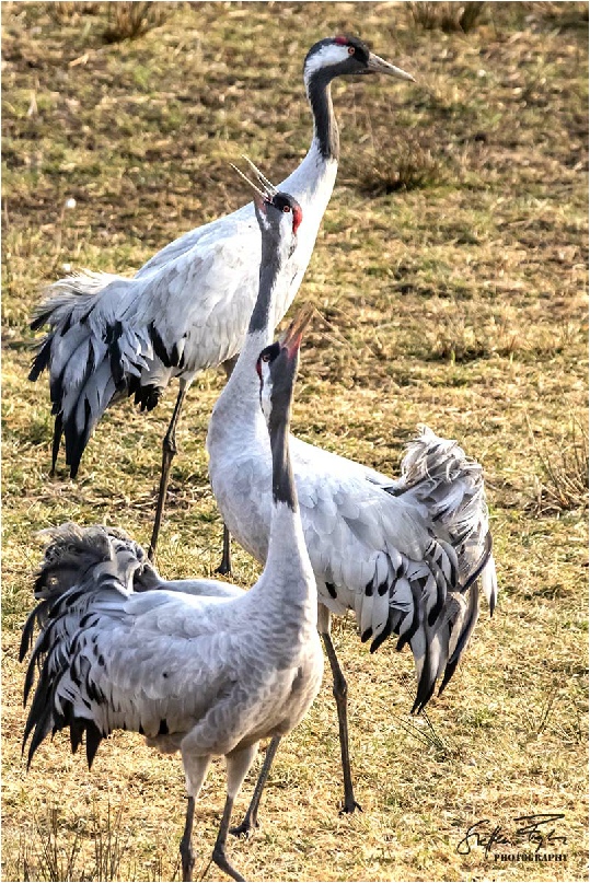 Dancing cranes, tanzende Kraniche, dansende traner (grus grus)