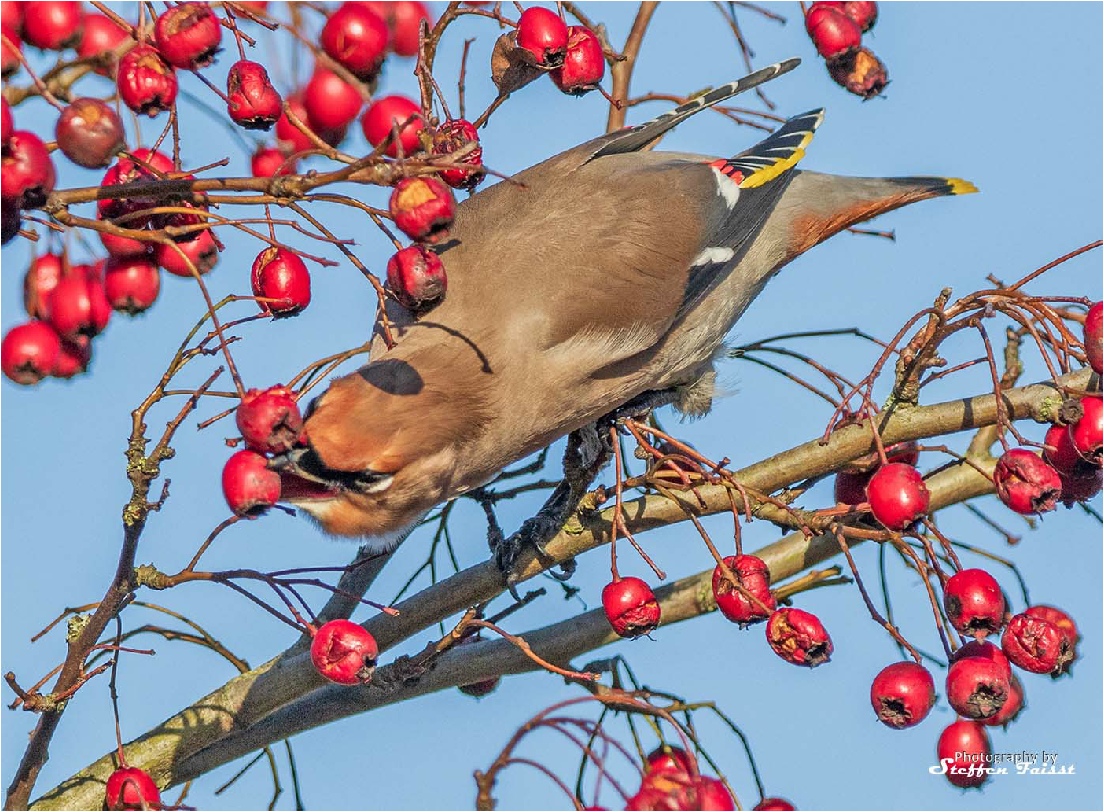 Bohemian waxwing, Seidenschwanz, silkehale (Bombycilla garrulus)