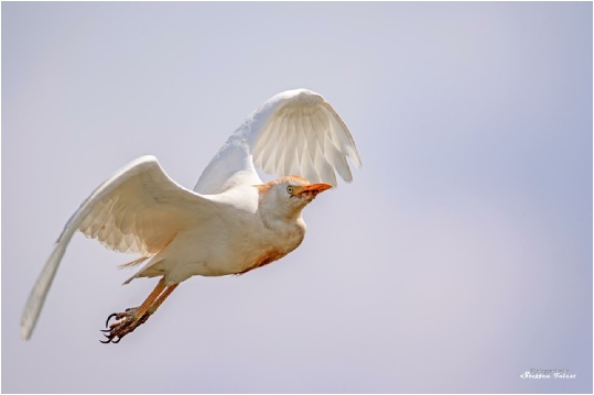 white_herons