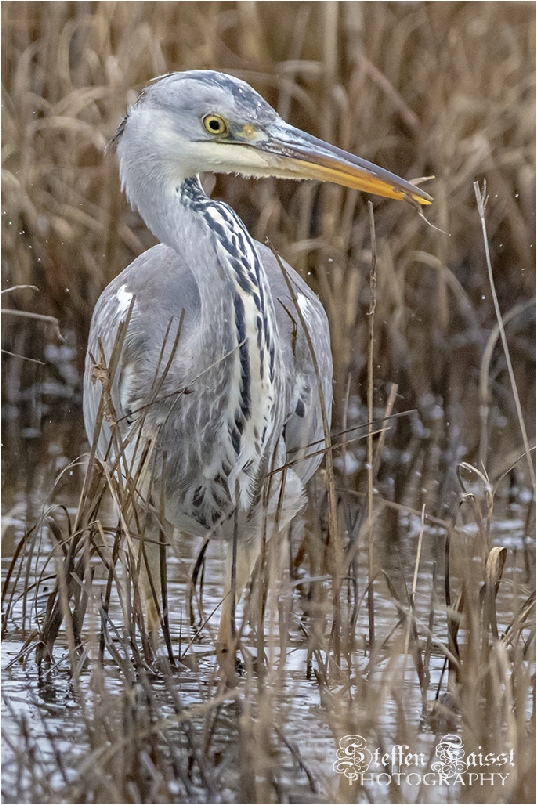 Grey heron, Graureiher, fiskehejre (Ardea cinerea)