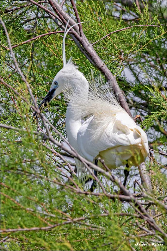 Little Egret, Seidenreiher, silkehejre (Egretta garzetta)