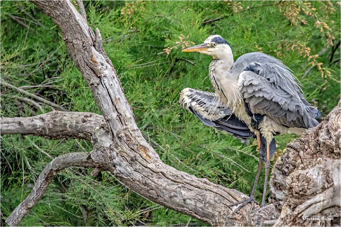 Grey heron, Graureiher, fiskehejre (Ardea cinerea)