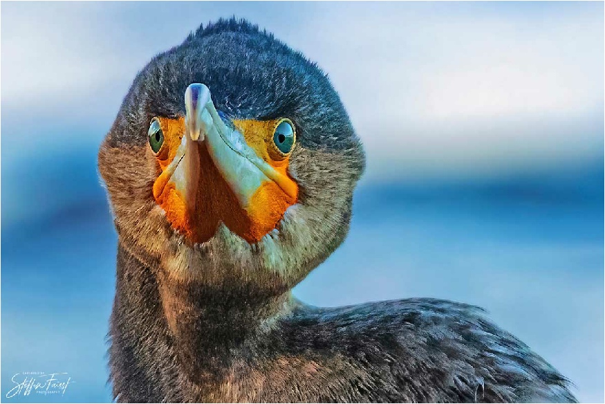 Cormorant portrait