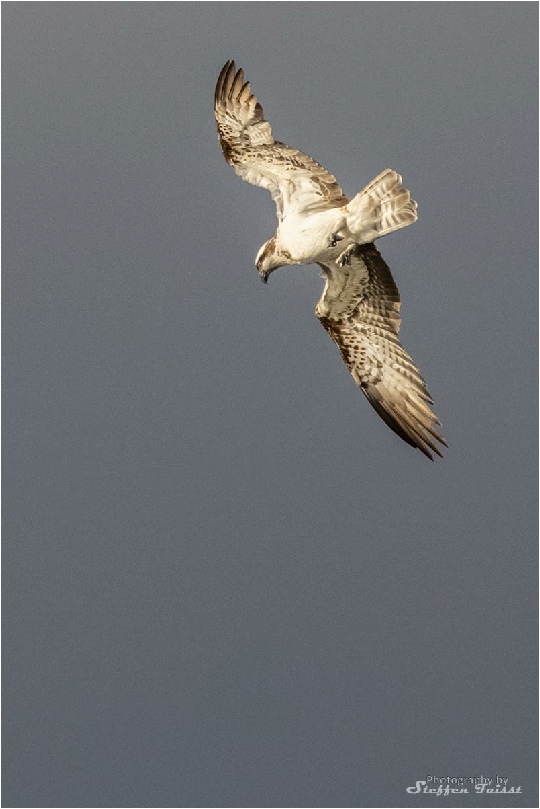 Western osprey, Fischadler, fiskeørn (Pandion haliaetus)