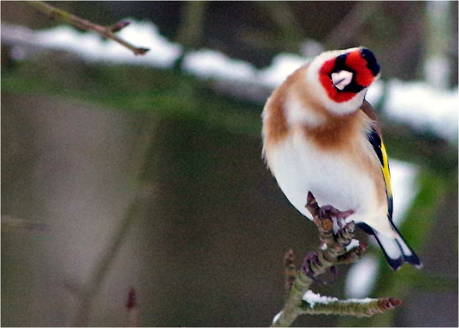  European Goldfinch, Stieglitz, stillits (Carduelis carduelis)