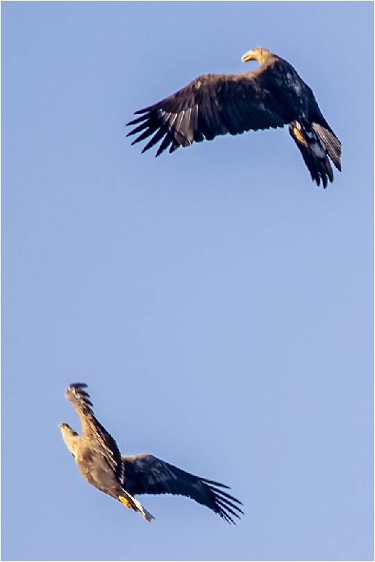 White-tailed eagle, Seeadler, havørn (Haliaeetus albicilla)