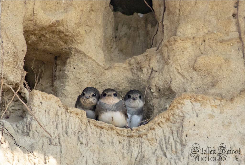 Sand martin, Uferschwalbe (auch Rheinschwalbe), digesvale (Riparia riparia)