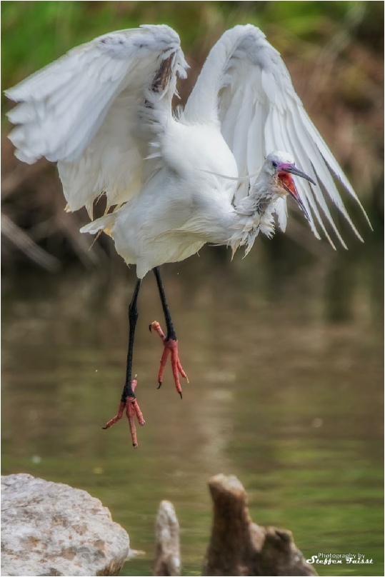 Little Egret, Seidenreiher, silkehejre (Egretta garzetta)