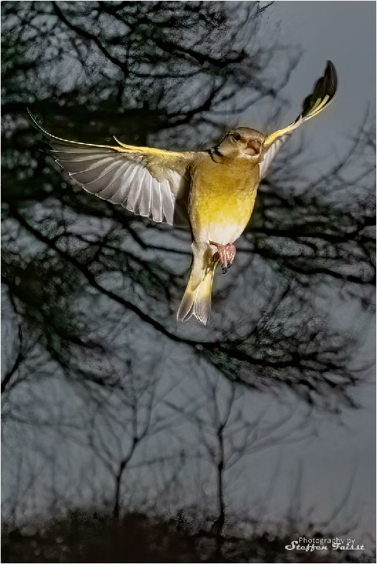 Greenfinch, Grünfink, grønirisk (Chloris chloris, Syn.: Carduelis chloris)