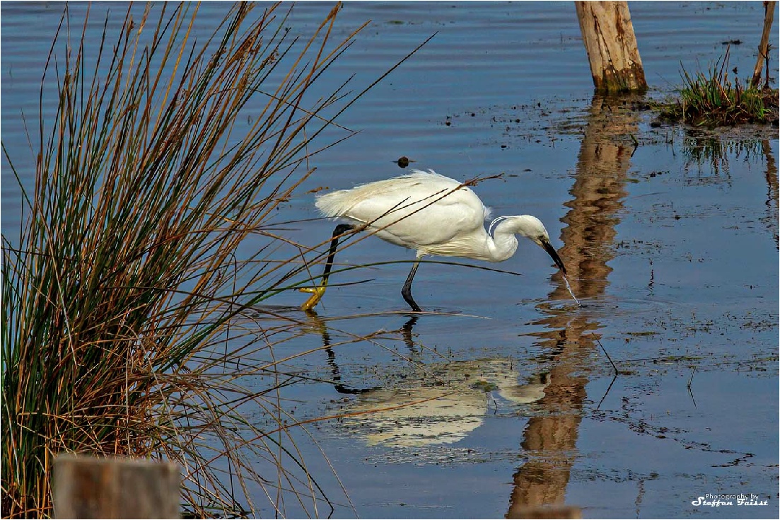 Little Egret, Seidenreiher, silkehejre (Egretta garzetta)