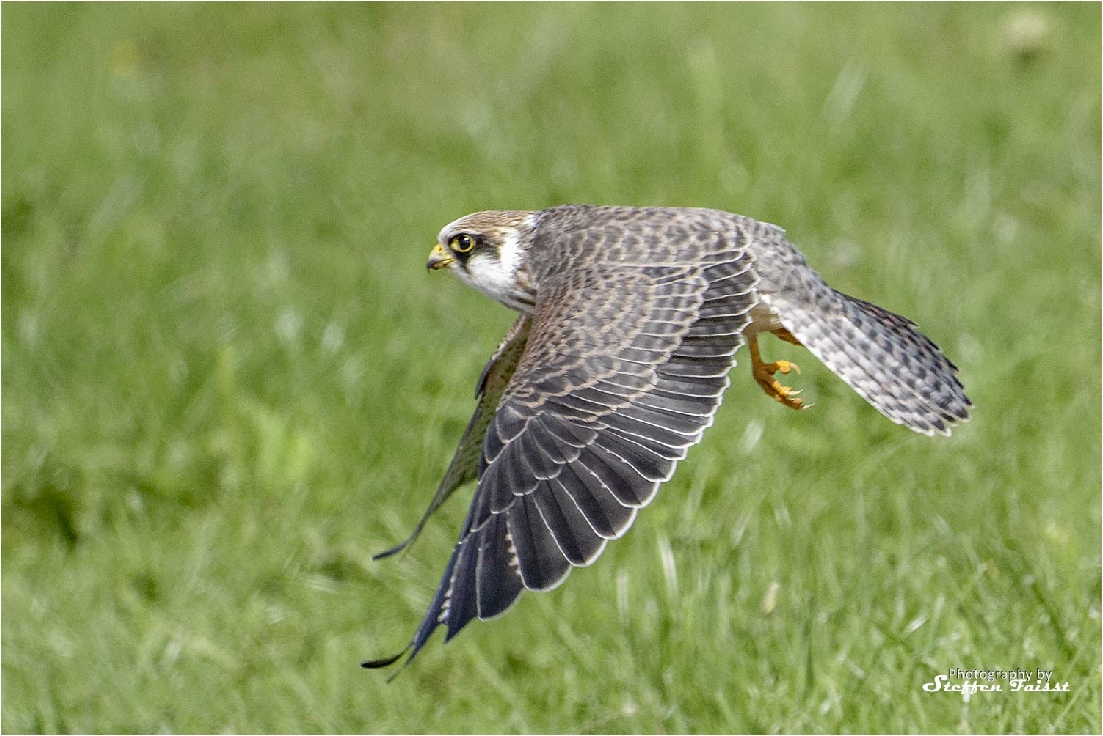 Red-footed falcon, Rotfussfalke, aftenfalk (Falco vespertinus)