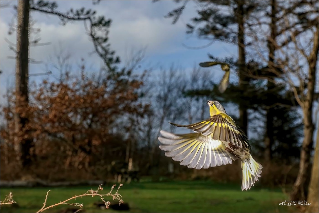 Eurasian siskin, Erlenzeisig, grønsisken