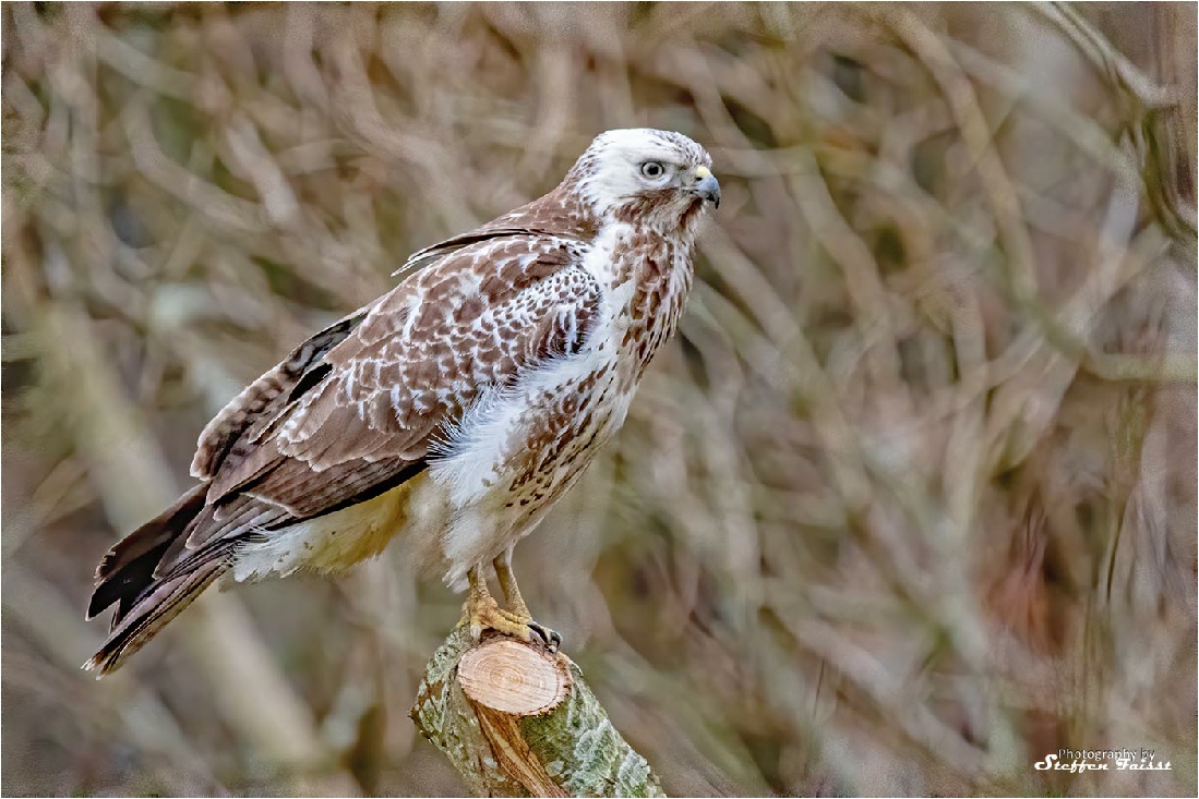 Common buzzard, Mäusebussard, musvåge