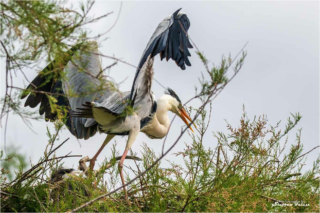 Grey heron, Graureiher, fiskehejre (Ardea cinerea)