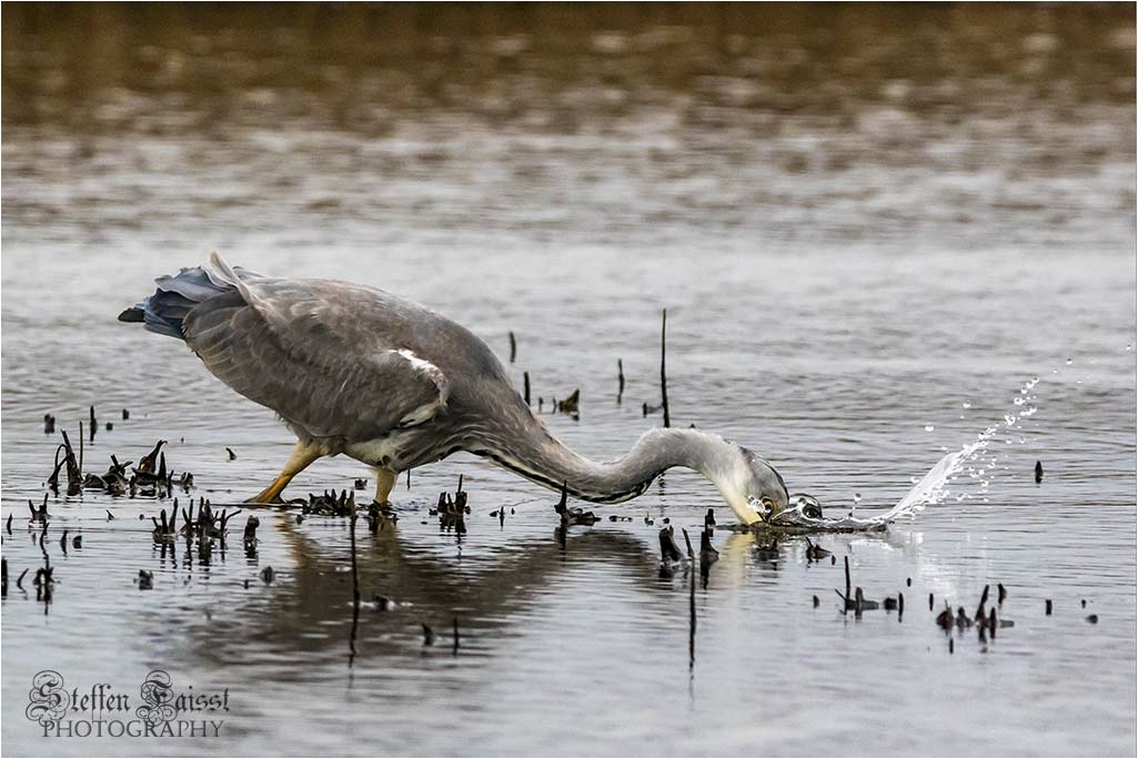 Grey heron, Graureiher, fiskehejre (Ardea cinerea)
