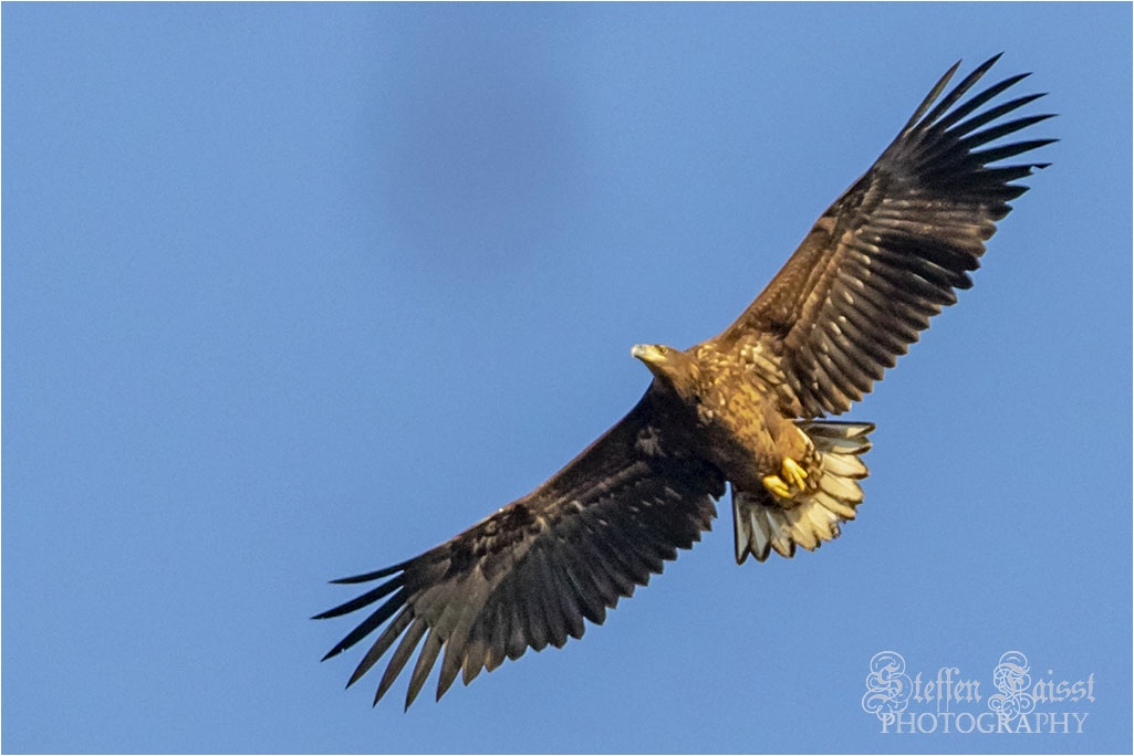 White-tailed eagle, Seeadler, havørn  (Haliaeetus albicilla)