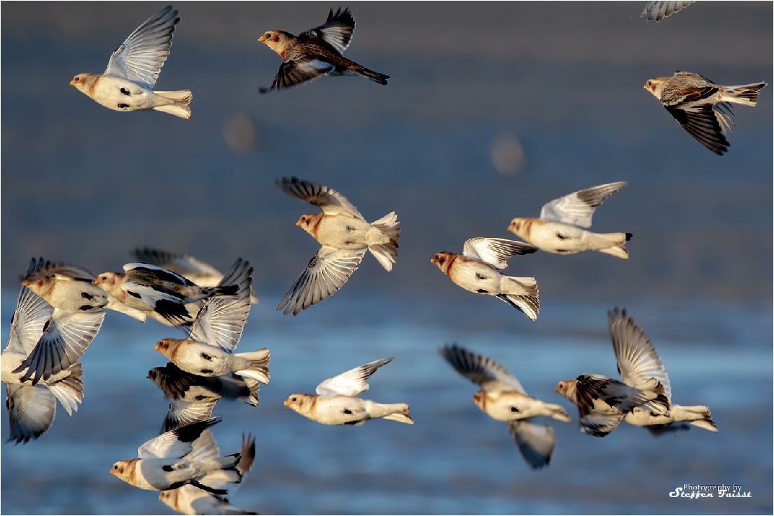 Snow Bunting, Schneeammer, snespurv (Plectrophenax nivalis)