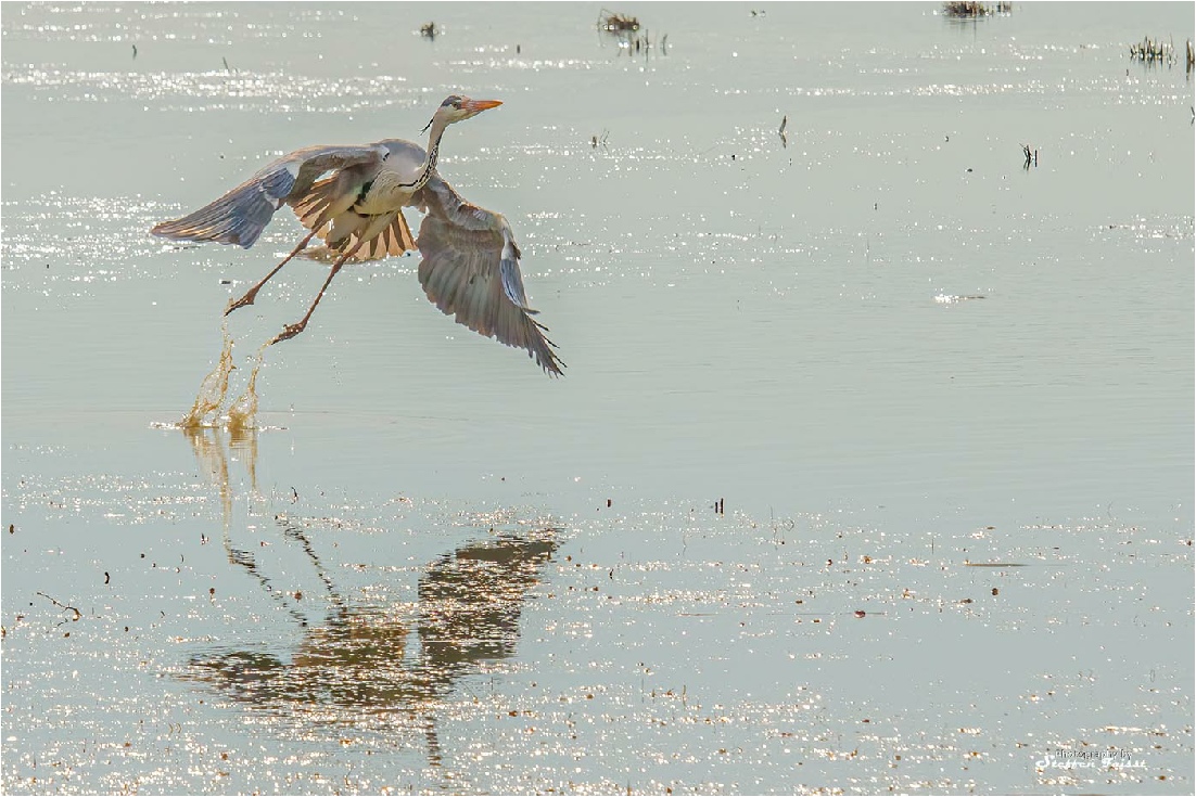 Grey heron, Graureiher, fiskehejre (Ardea cinerea)