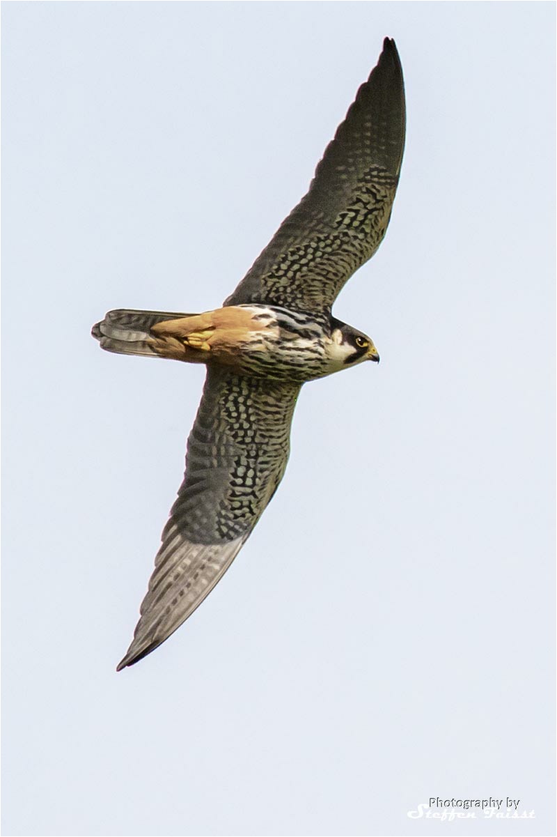 urasian Hobby, Baumfalke, lærkefalk (Falco subbuteo)