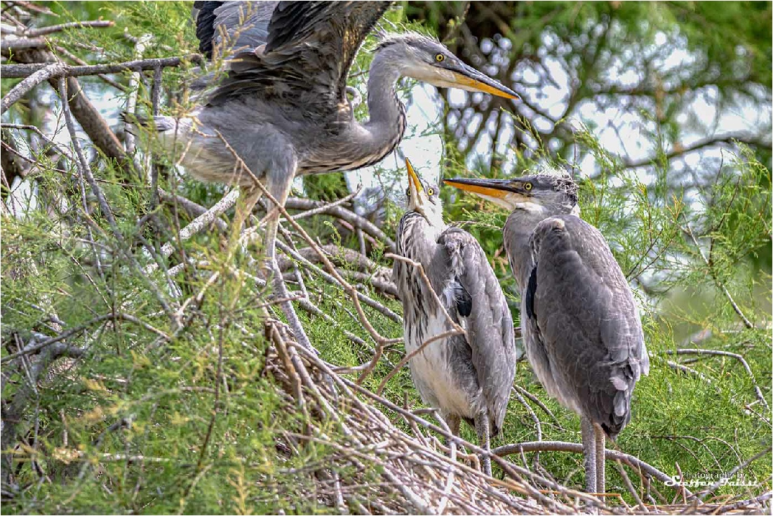 Grey heron, Graureiher, fiskehejre (Ardea cinerea)