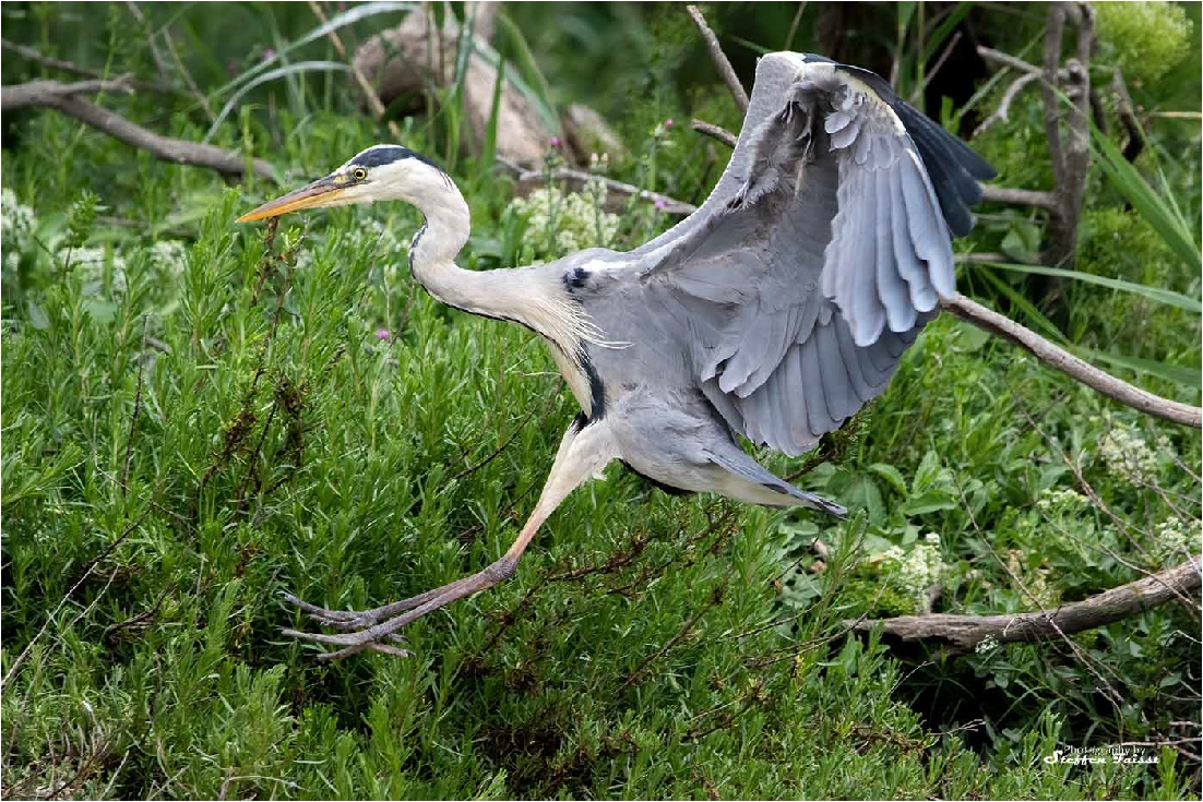 Grey heron, Graureiher, fiskehejre (Ardea cinerea)