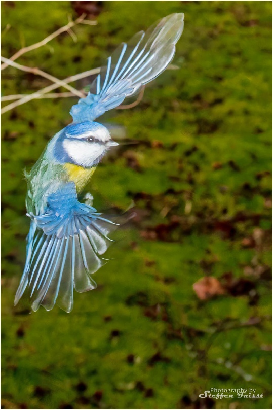 Blue tit, Blaumeise, blåmejse (Cyanistes caeruleus, Syn.: Parus caeruleus)