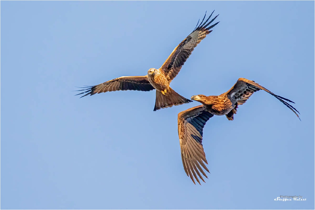 Red kite & white-tailed eagle, roter Milan & Seeadler, rød glente & havørn