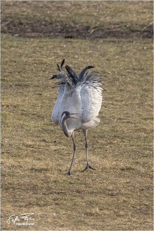 Dancing crane, tanzende Kranich, dansende trane (grus grus)