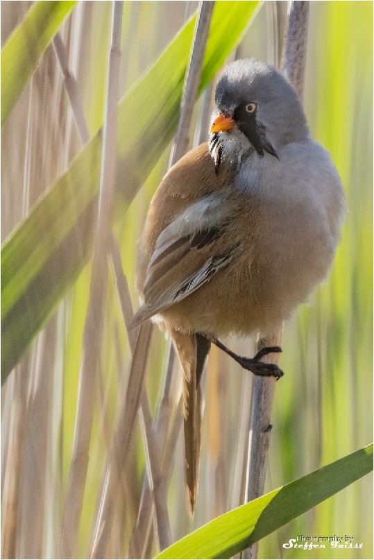 Bearded tit (male), Bartmeise (Männchen), skægmejse (han)  (Panurus biarmicus)