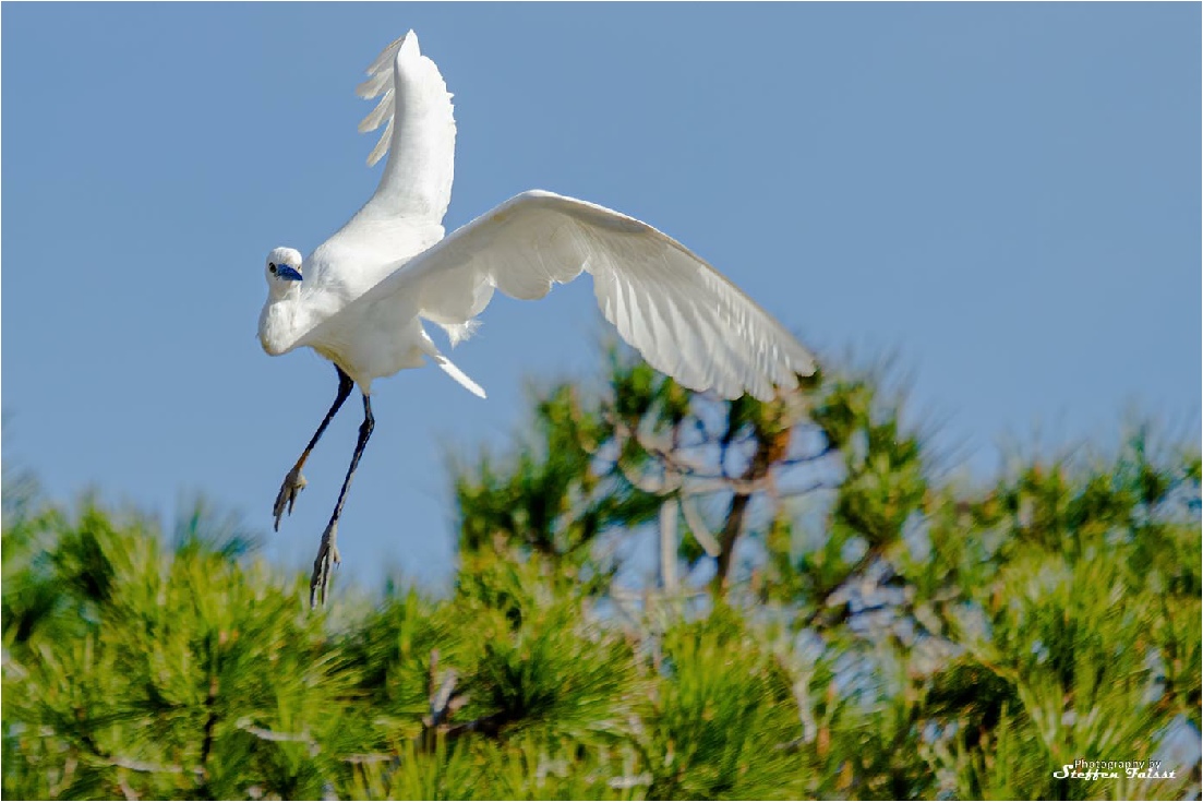 Little Egret, Seidenreiher, silkehejre (Egretta garzetta)