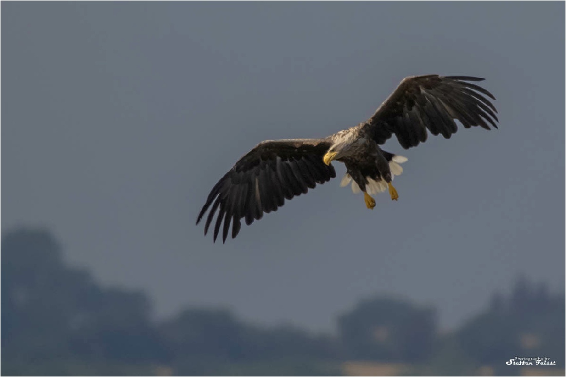 White-tailed eagle, Seeadler, havørn  (Haliaeetus albicilla)