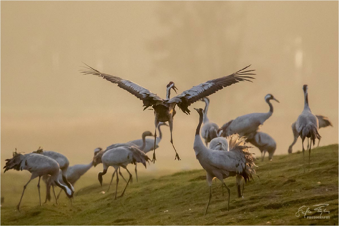 Dancing cranes, tanzende Kraniche, dansende traner (Grus grus)