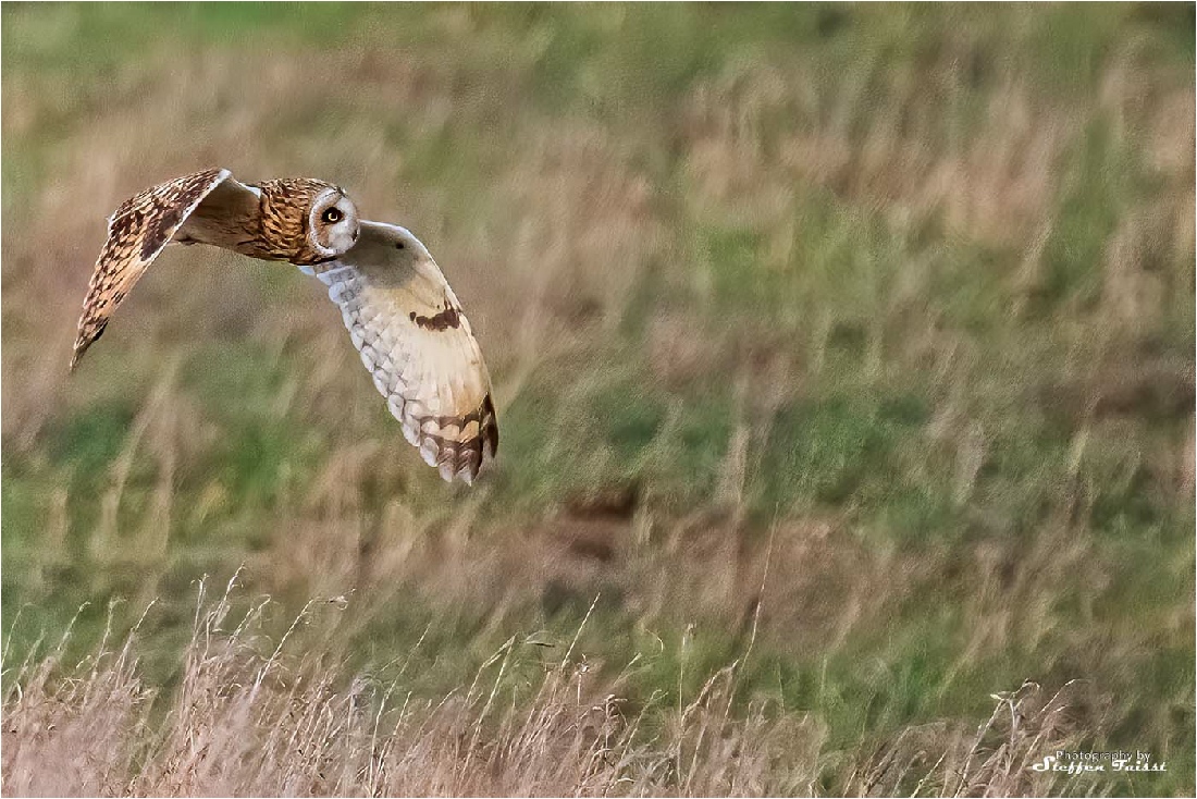 Long-eared owl, Sumpfohreule, mosehornugle