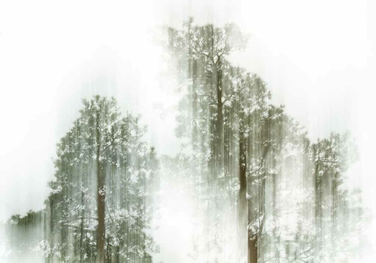 experimental nature photograph