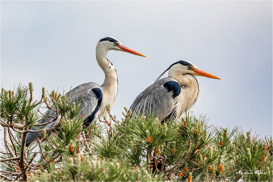 Grey heron, Graureiher, fiskehejre (Ardea cinerea)