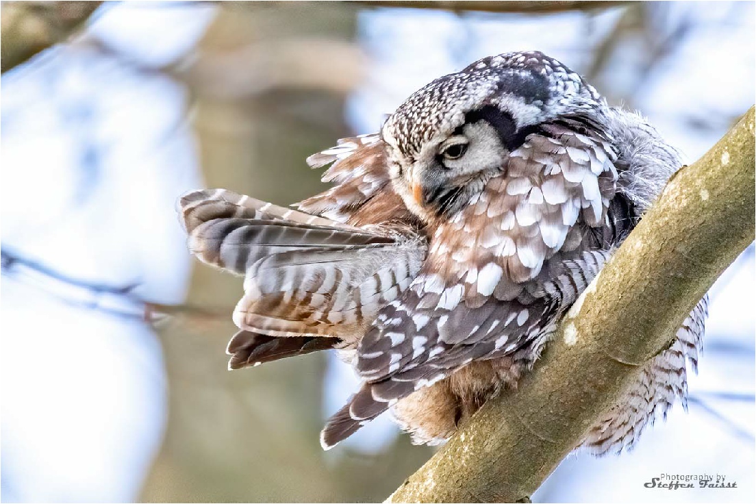 Northern hawk-owl, Sperbereule, høgeugle