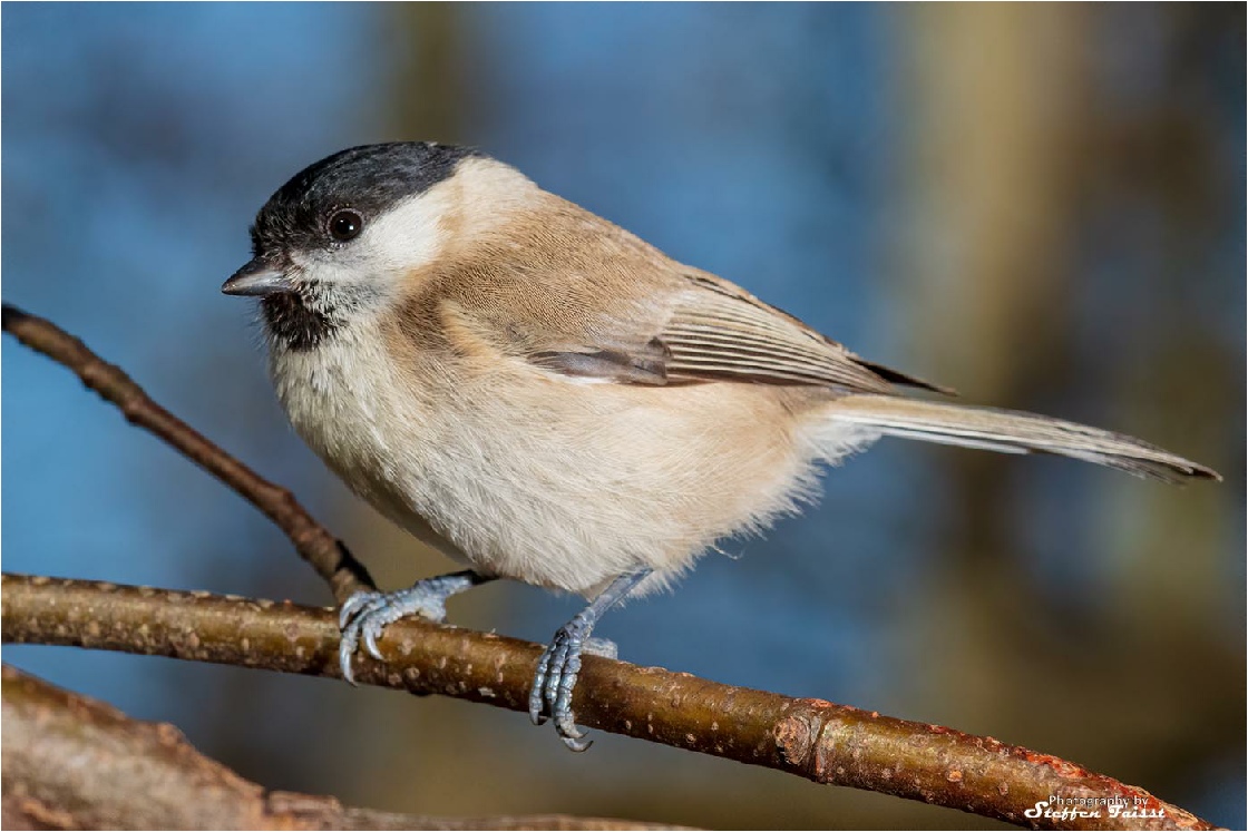 Marsh tit, Sumpfmeise, sumpmejse (Poecile palustris)