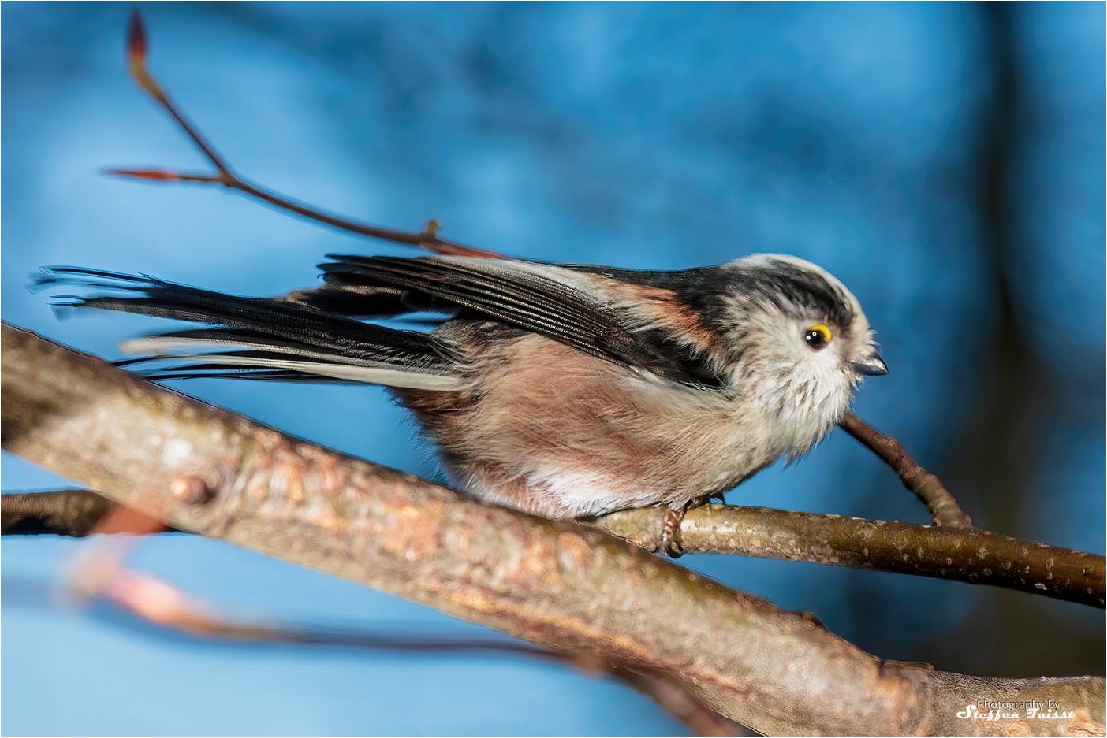 Long-tailed (bush)tit, Schwanzmeise, halemejse (southern variety)