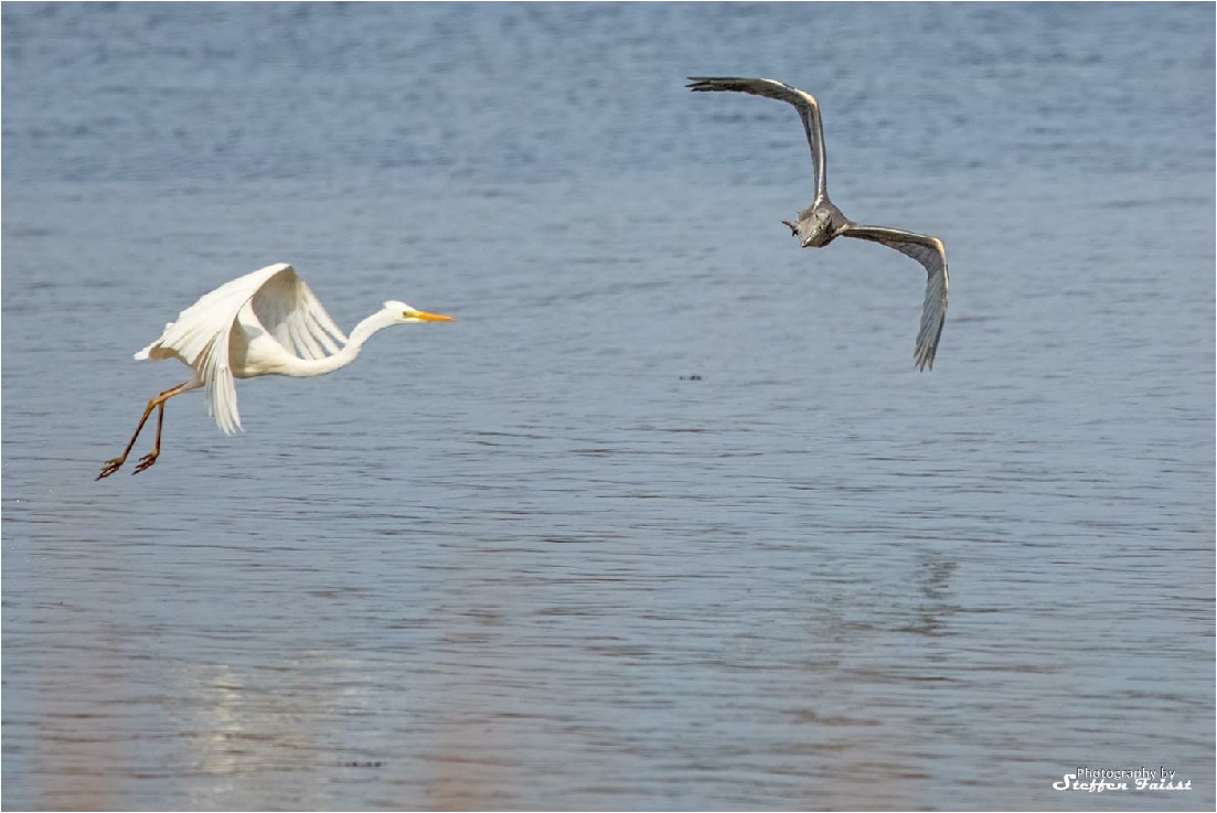 Great White Egret, Silberreiher, sølvhejre (Ardea alba)